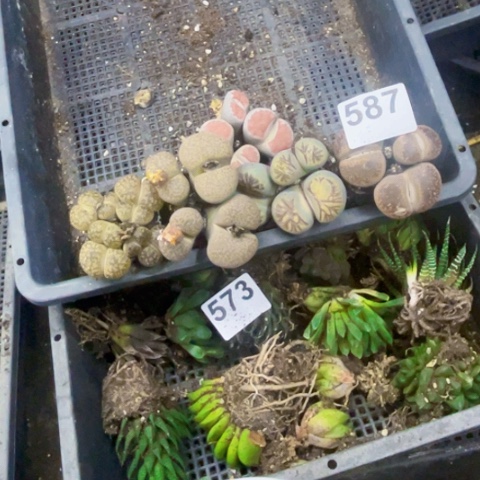 587生石花一物一图如图