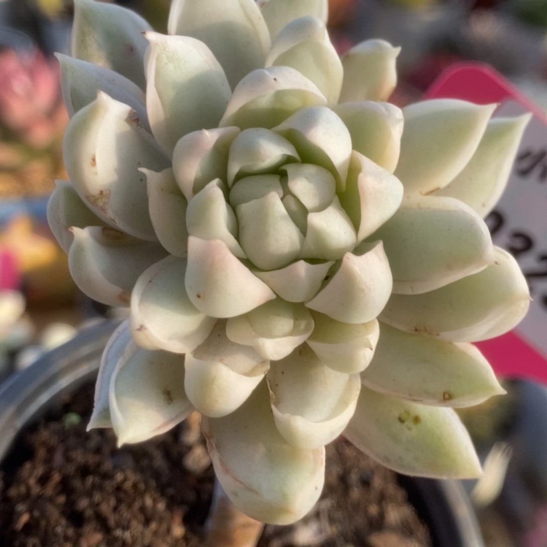 329牡丹冰锦锦锦锦锦