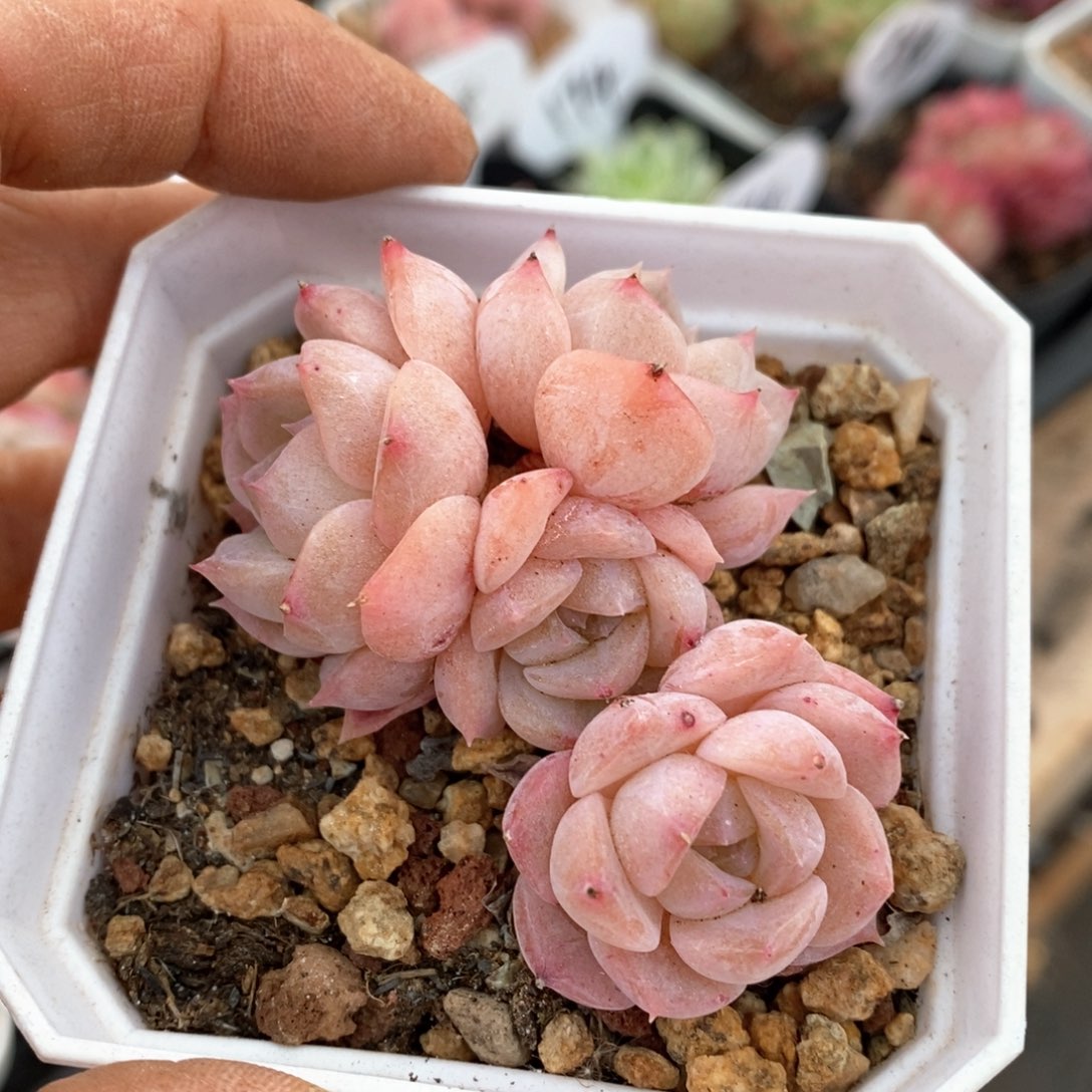 精品多肉一物一拍不包整750