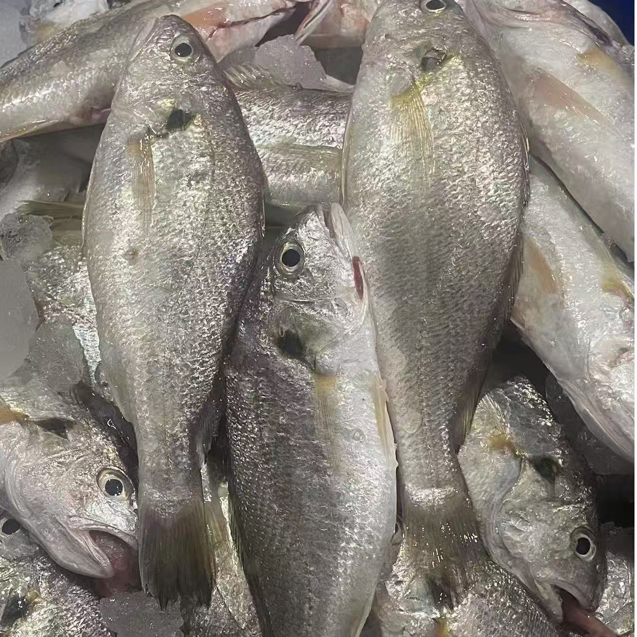 【黄鳞白果子4斤】东海野生海捕水果鱼  1斤8-9条【以直播间为主】