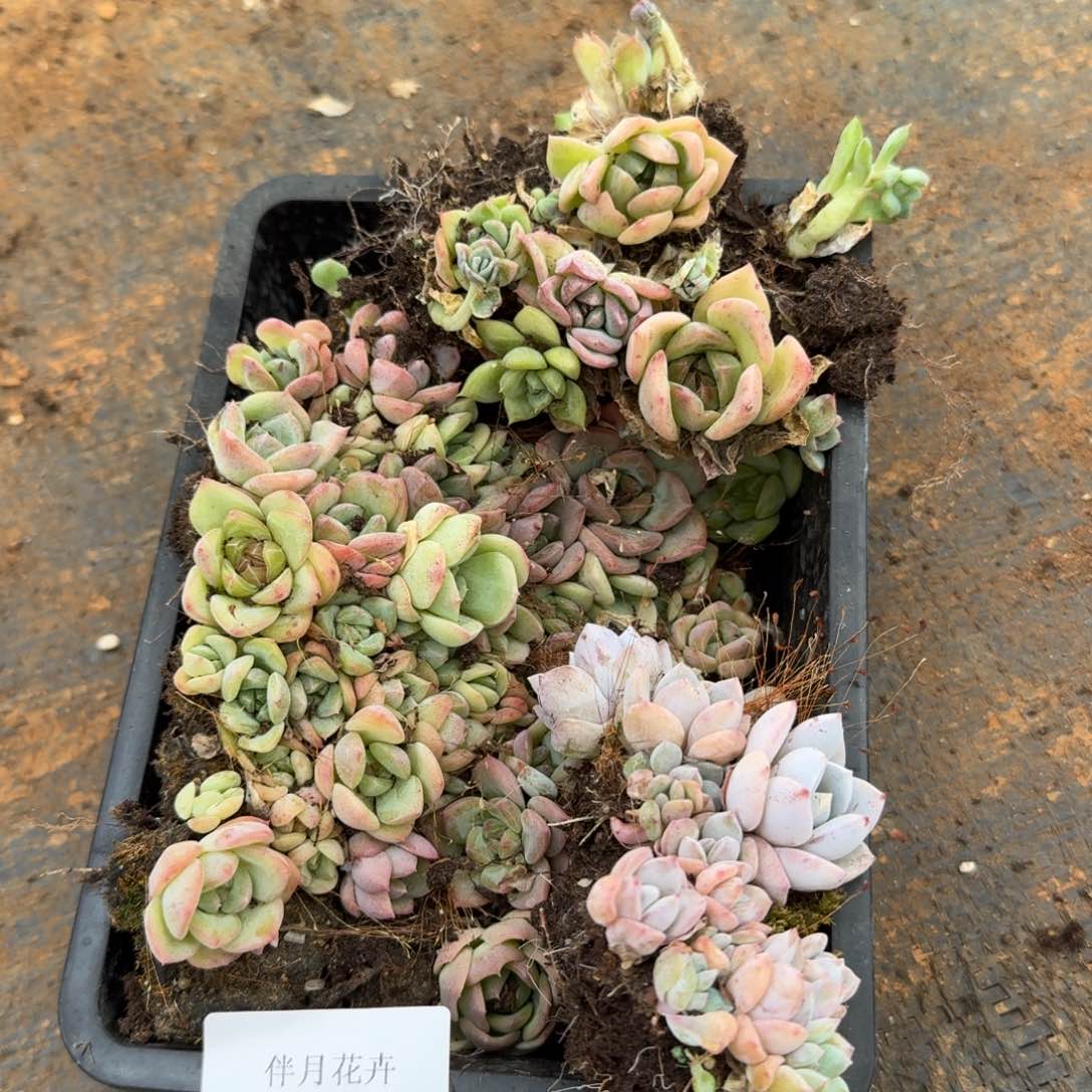 退款切糕混合一盒量拍26-60