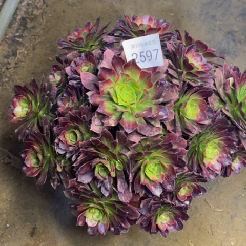 安娜多肉植物2597