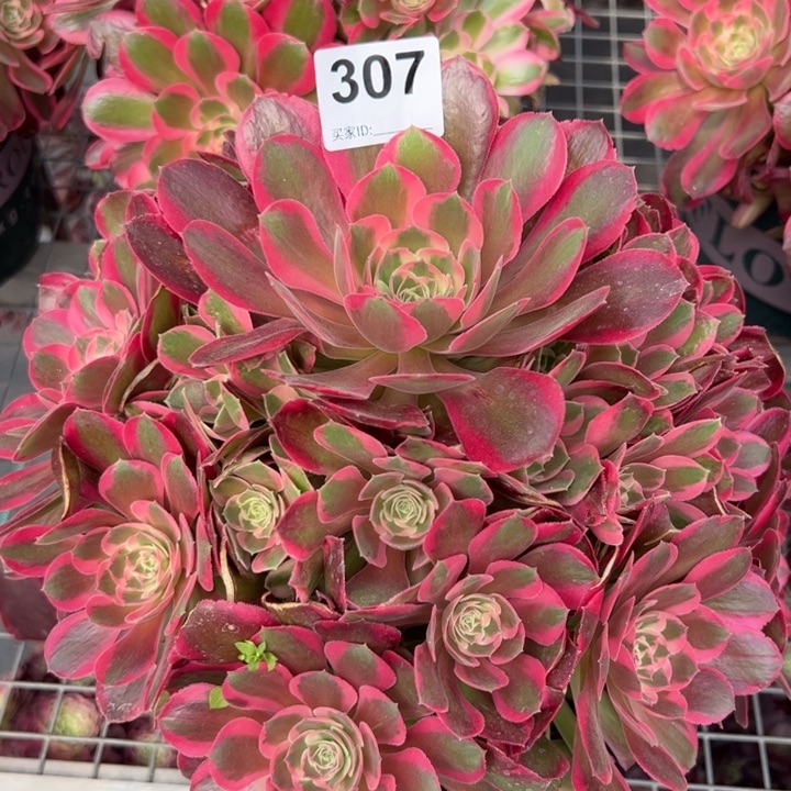 307妖月25厘米嫩庄