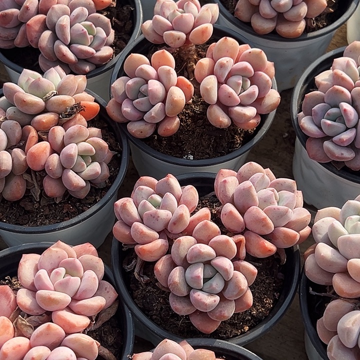    三头起。   白鹭