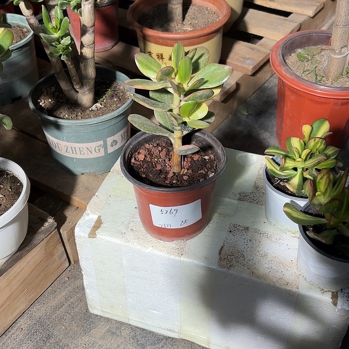 用***7当前无花栽培后可以开花老花月锦25