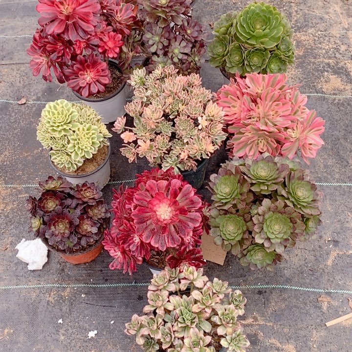 710香奶奶，圆叶，粉女巫，甜茶10颗组合