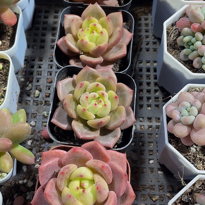 红橙2.8带盆土发货