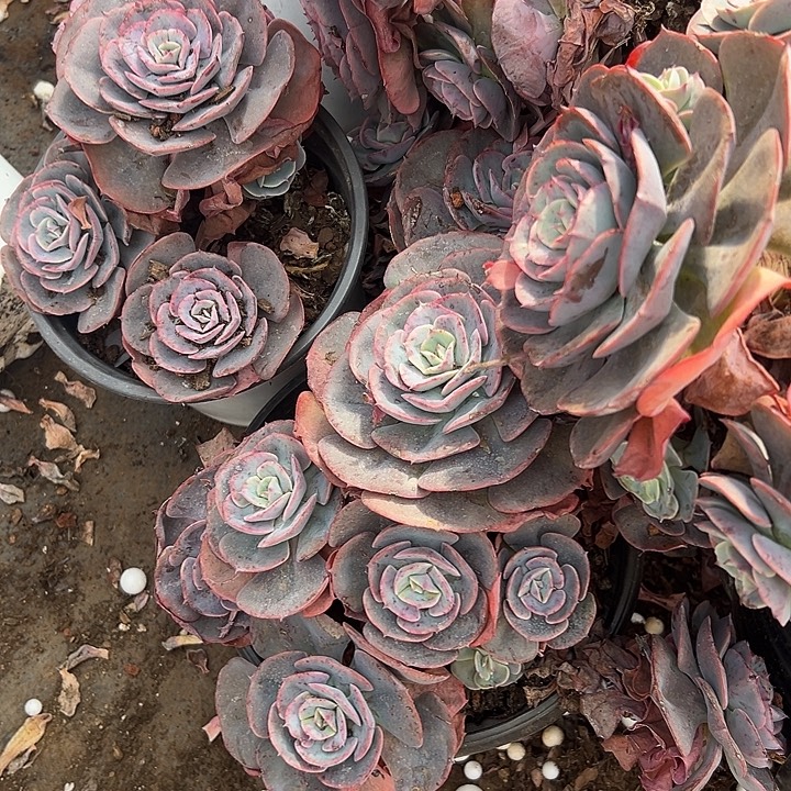 红粉台阁多头。                