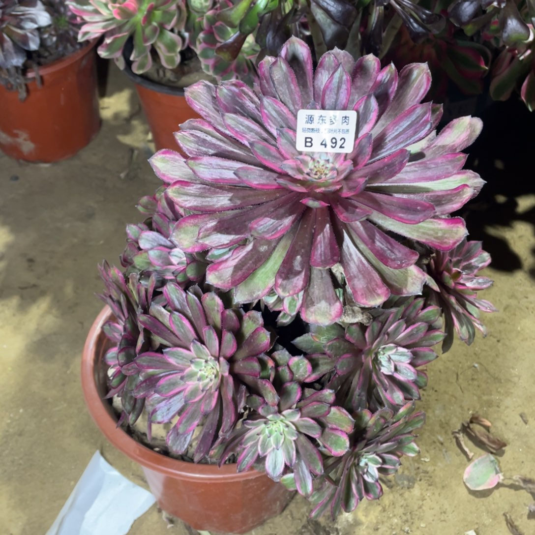 492紫霞多肉法师断枝不包