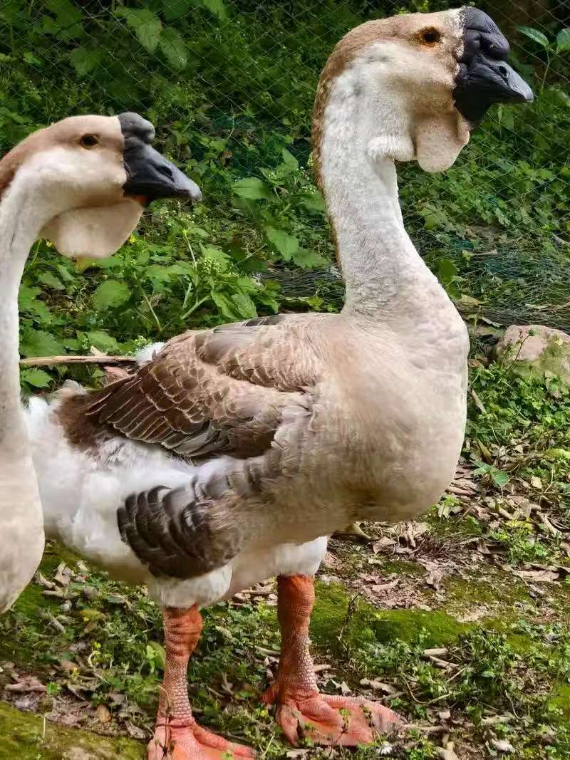 3两左右狮头鹅肉味道鲜美包邮到家