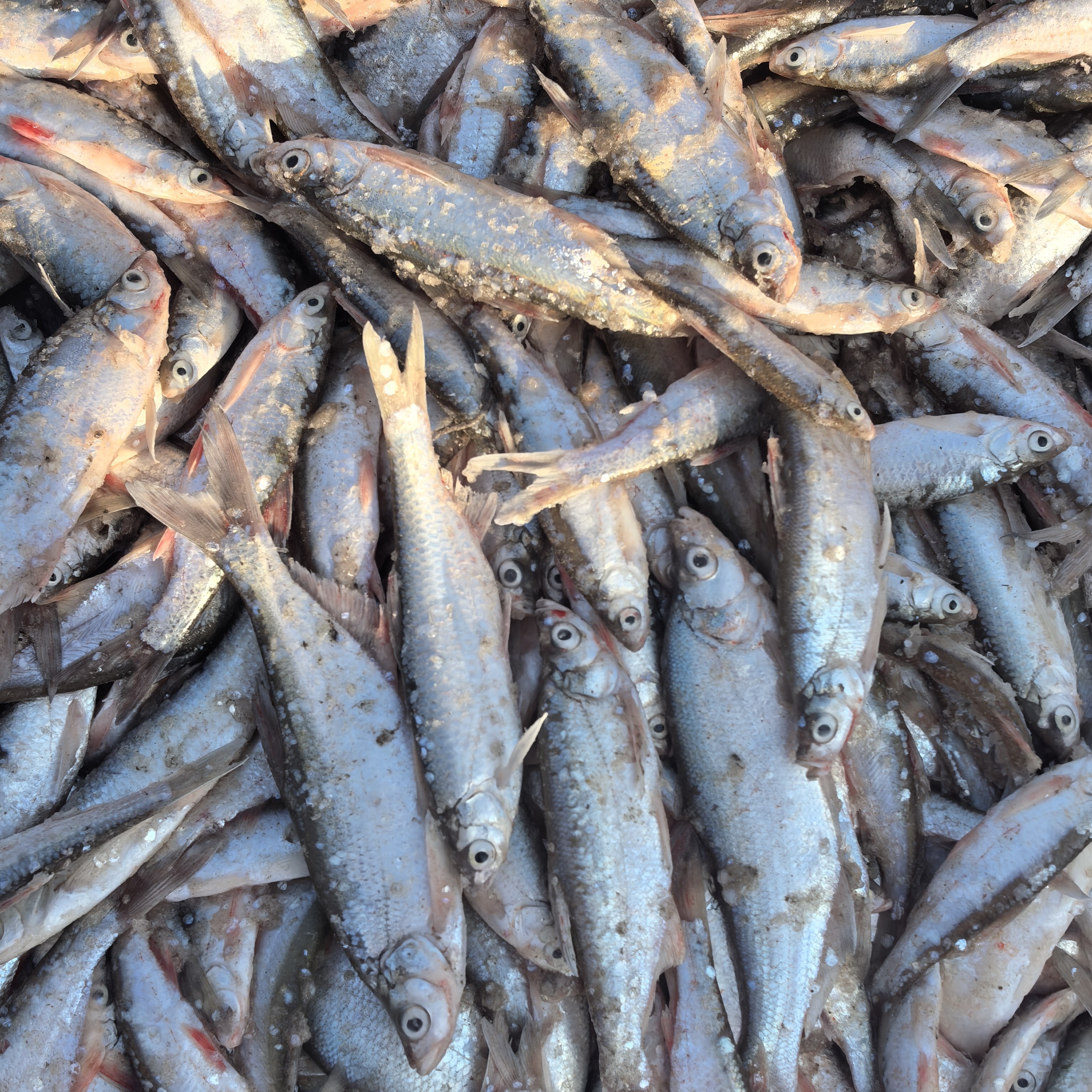 松花江鲜活速冻野生白鱼(青聆子)5斤闲小勿拍