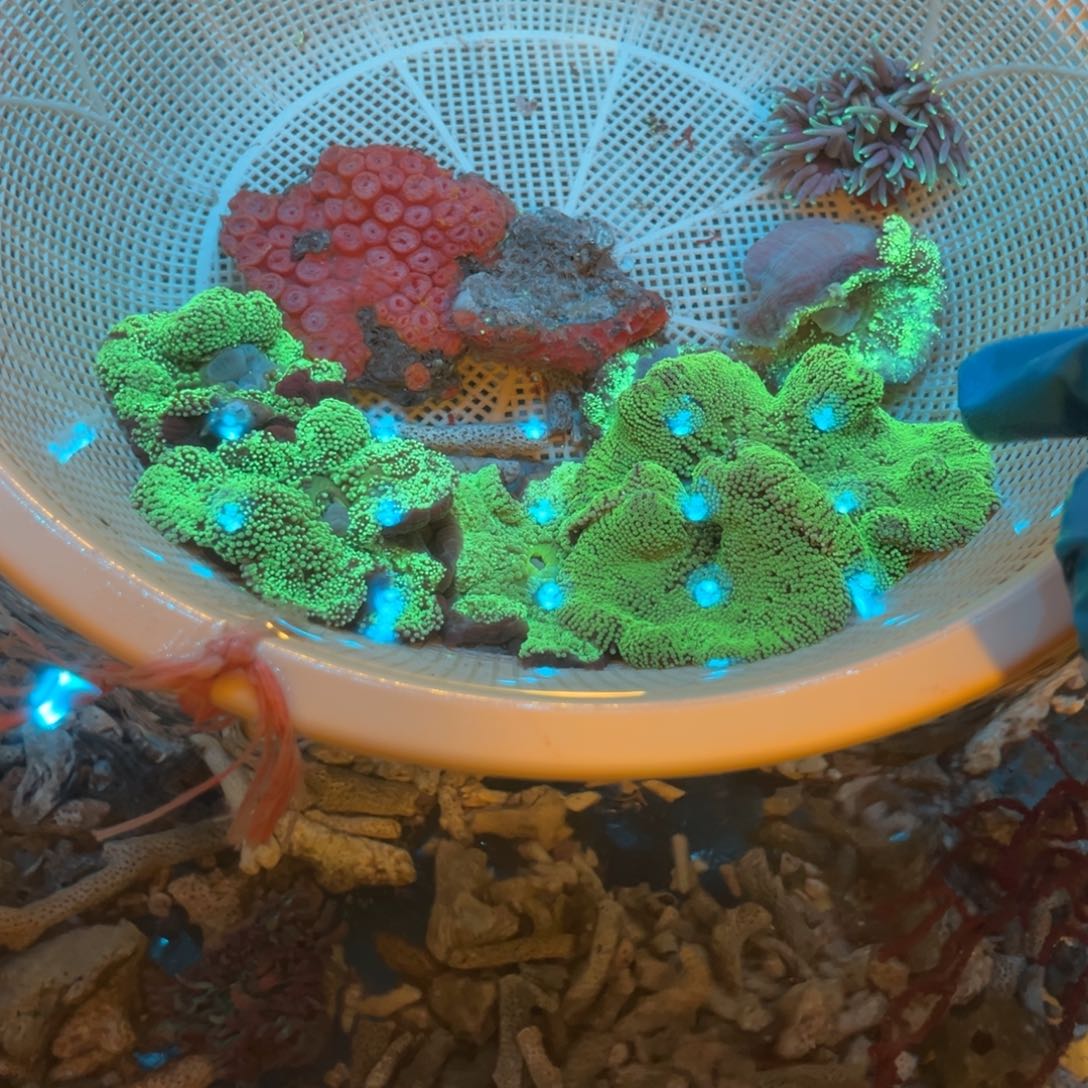 海***龙奶嘴海葵地毯11111111