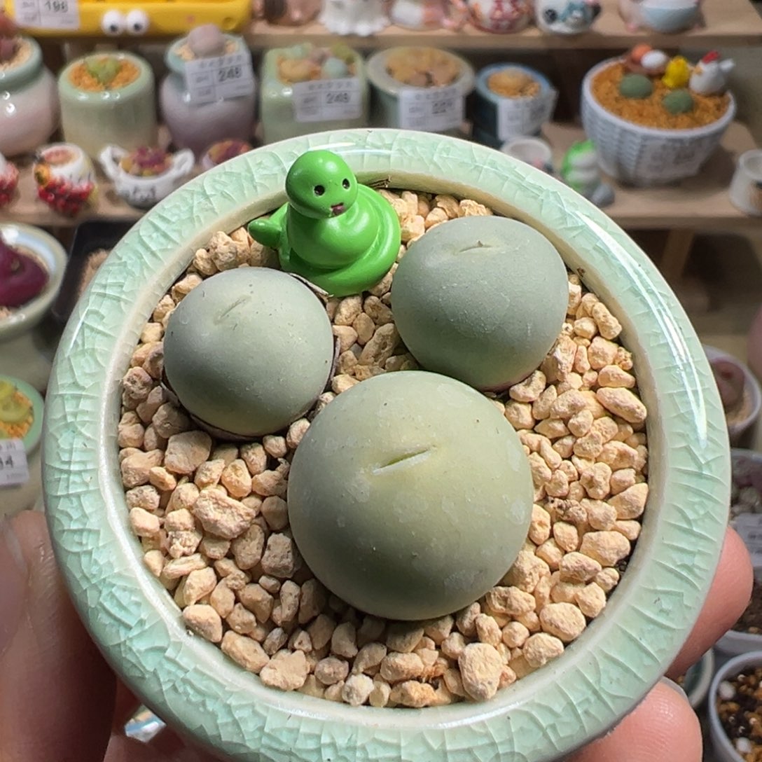 多肉植物251号鸽子蛋