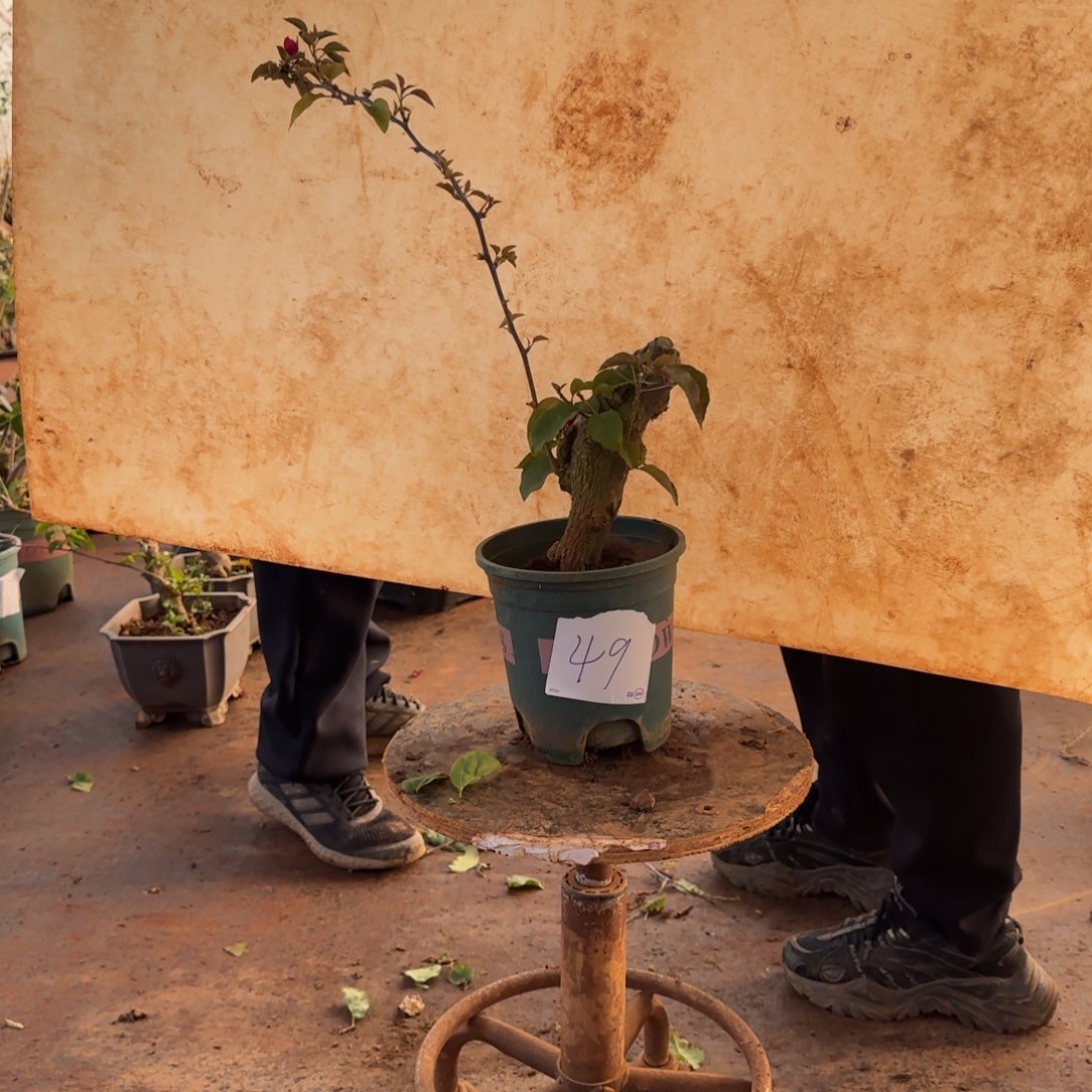 大部分开放少量花苞甜心 49脱