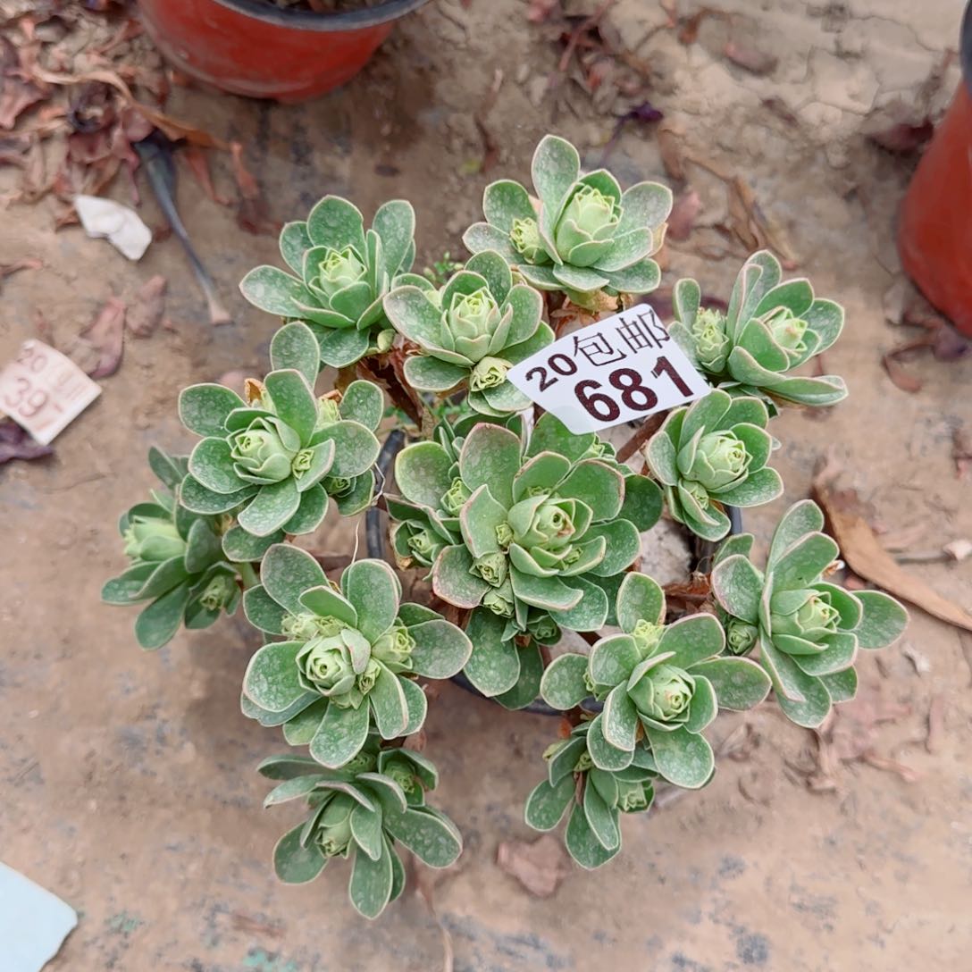 树玫瑰多肉681满20包邮断枝不包