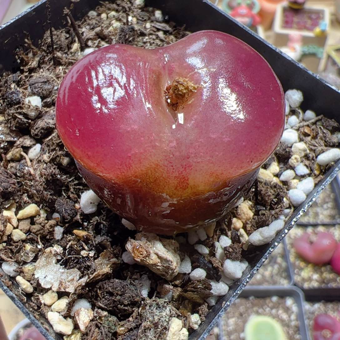 【闪购商品】157 水蜜桃