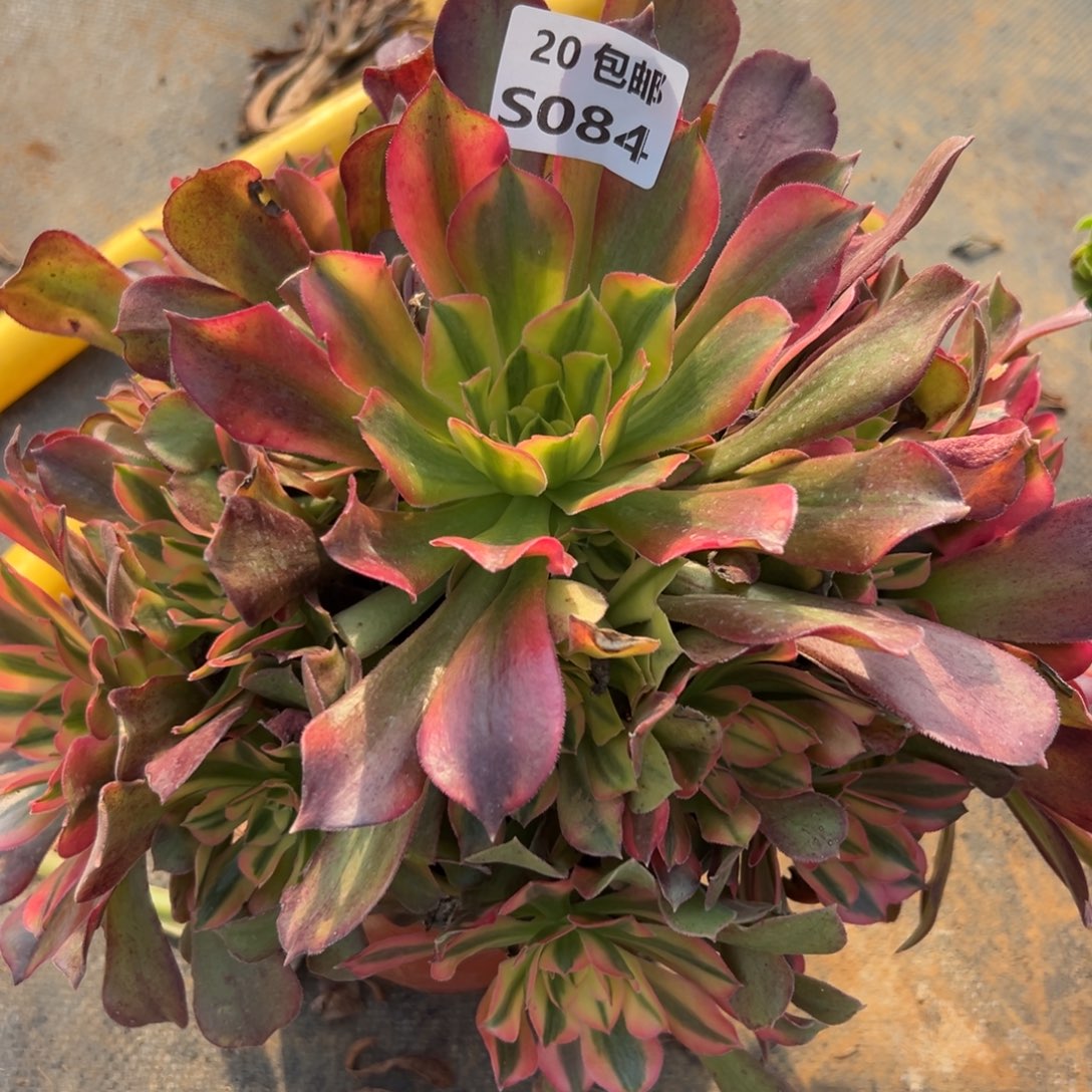 084红秀，多肉法师