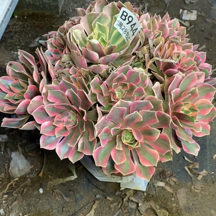 男神多肉断头不包944