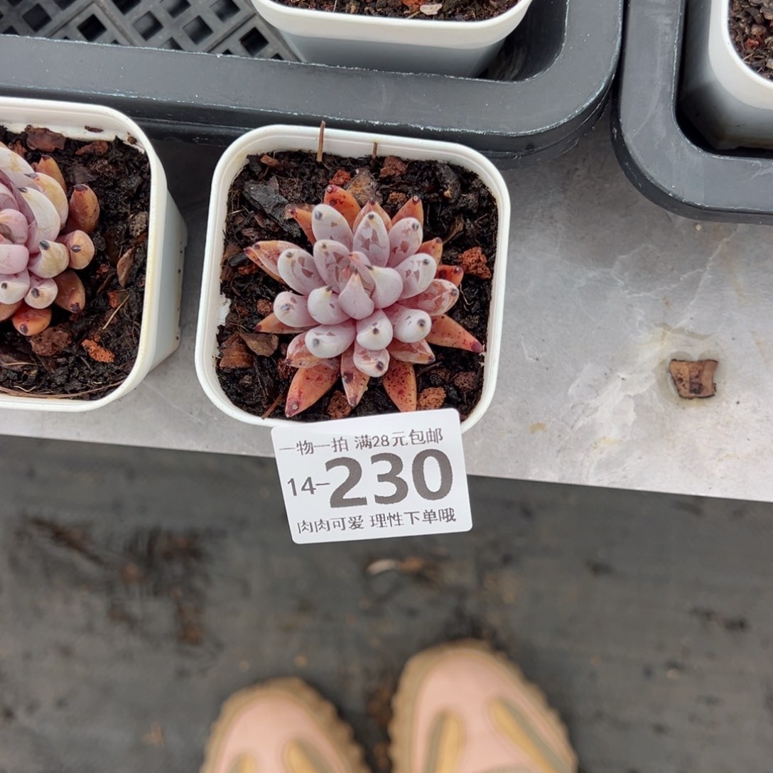 肉****●魔爪，多肉多肉多肉多肉