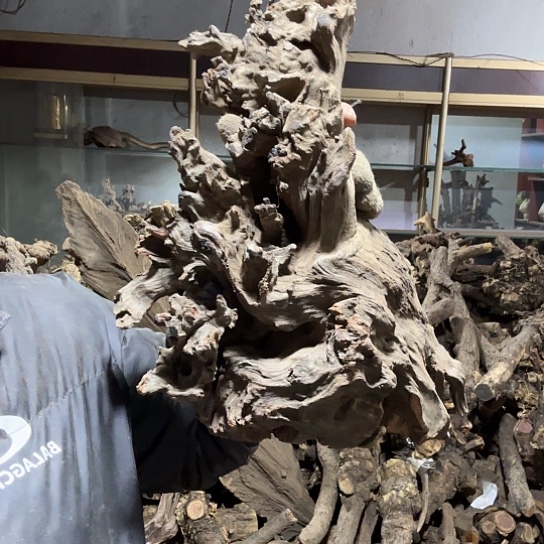 香榧木@****@火琉璃的毛料