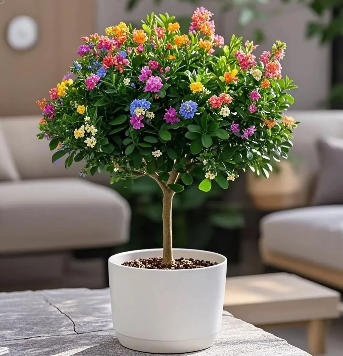 【今日特价绿植】九里香盆栽绿植物花卉独杆老桩浓香型驱蚊包邮