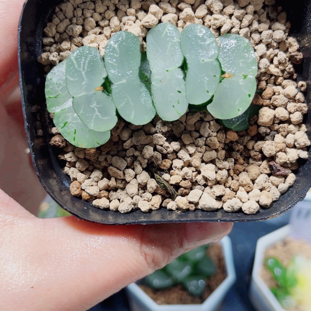 旷月玉扇多肉植物6666