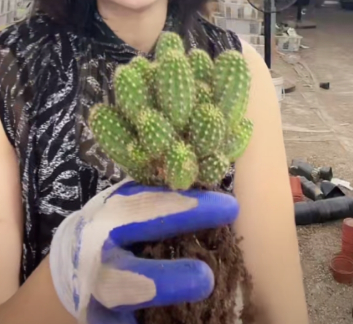 二妹园艺【 自根皇后白檀    侧芽自根  】默认脱土随机发货