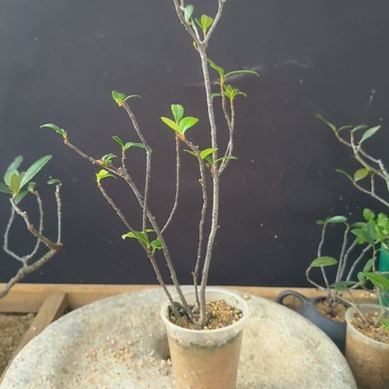 河***1无花朵海岛春花  