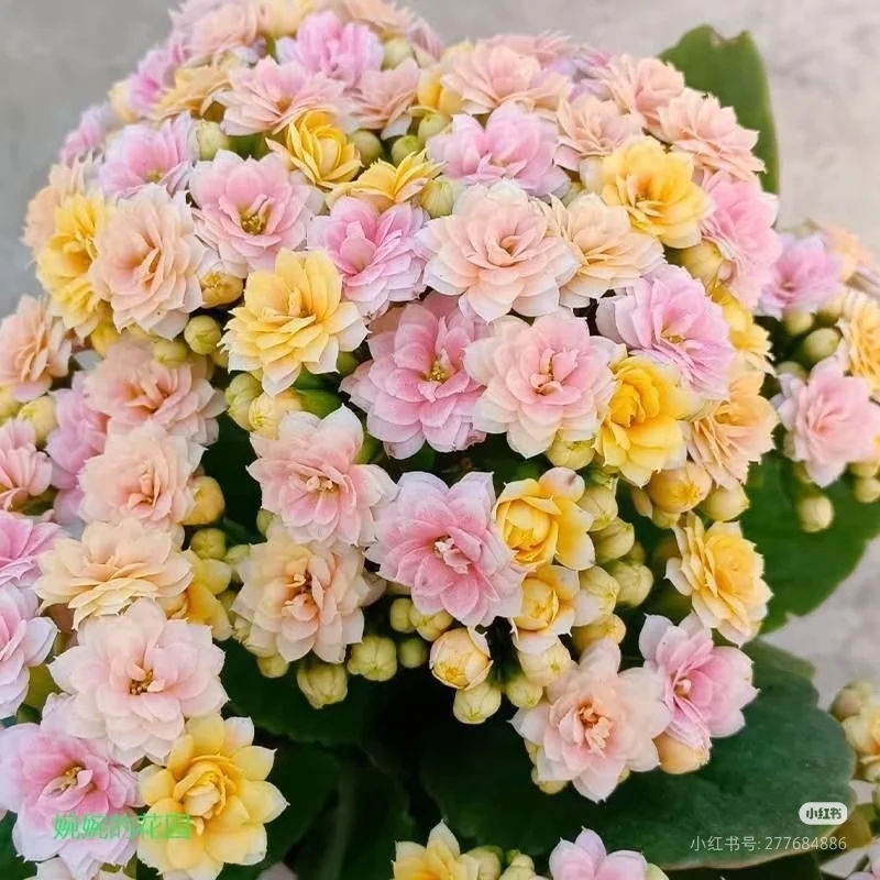 130盆【柠檬水果糖】一代苗稀有变色品种爆盆基地精品长寿年宵花