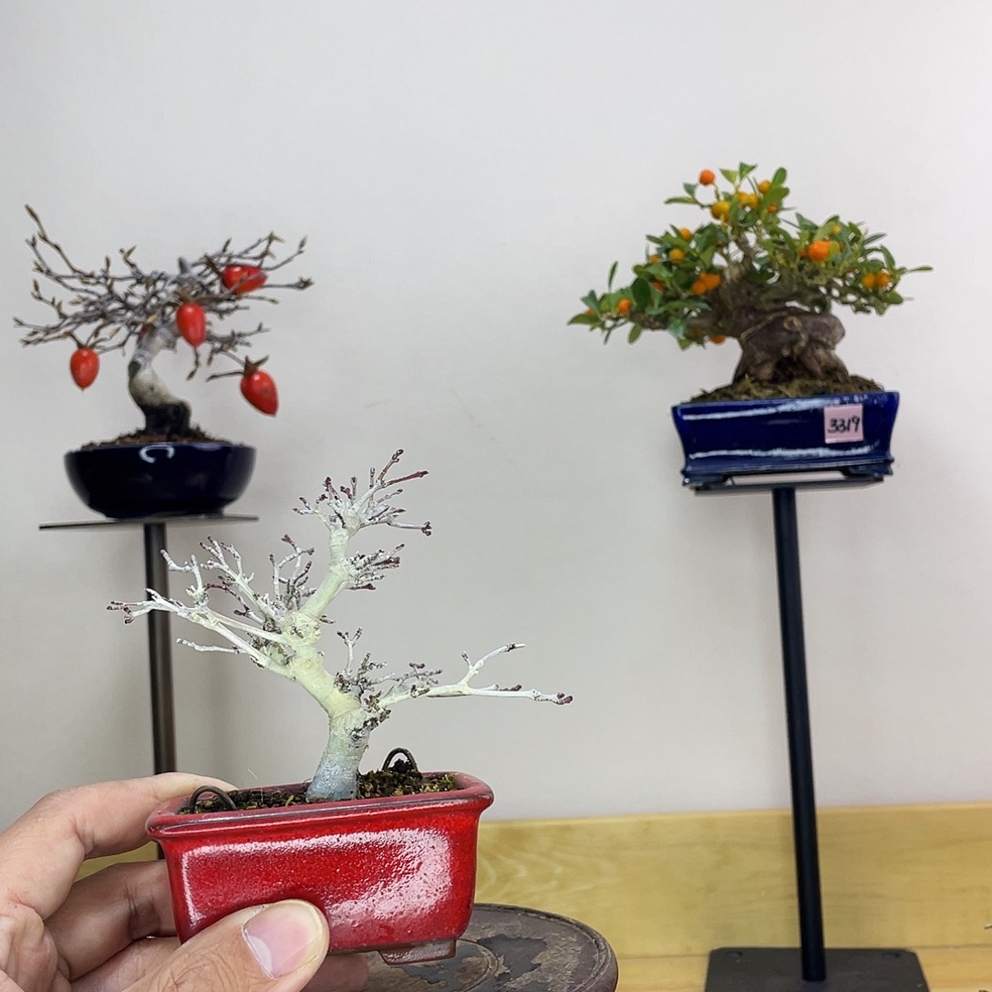 木本織姬枫树盆栽