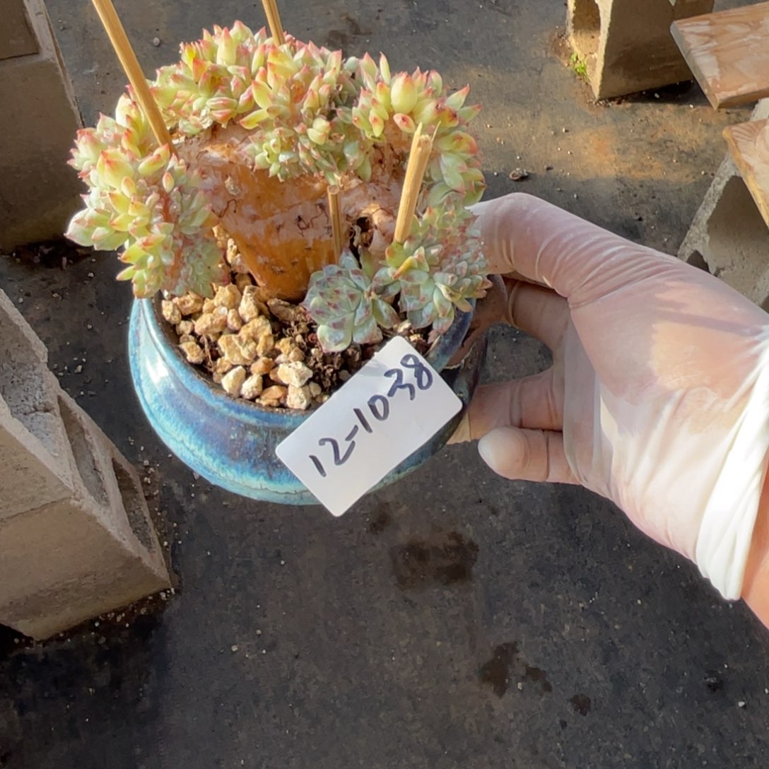 雨***绵12-1-38石榴籽多肉