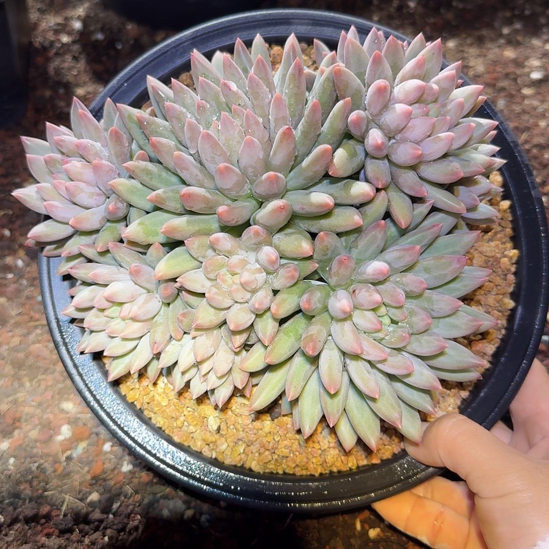 虞姬美人整无砍群生多肉