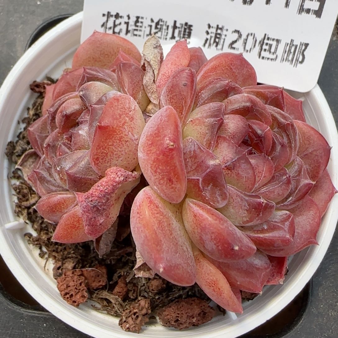 花语逸镜0311-143