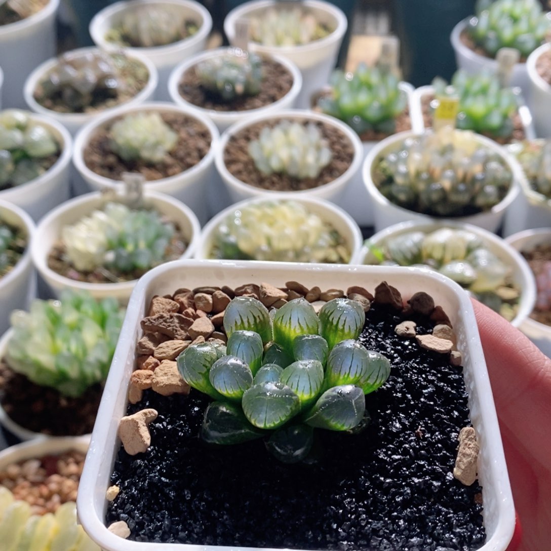 圆头实生玉露多肉植物