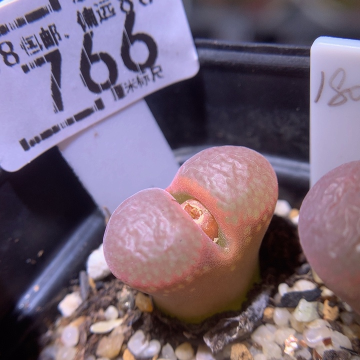 Sss精品生石花766红宝石