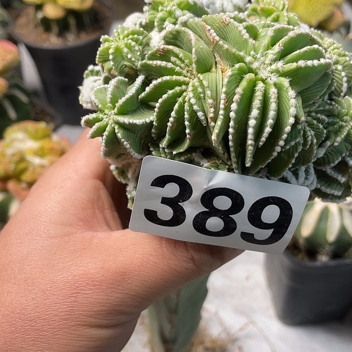 完全开放389薄叶花龙