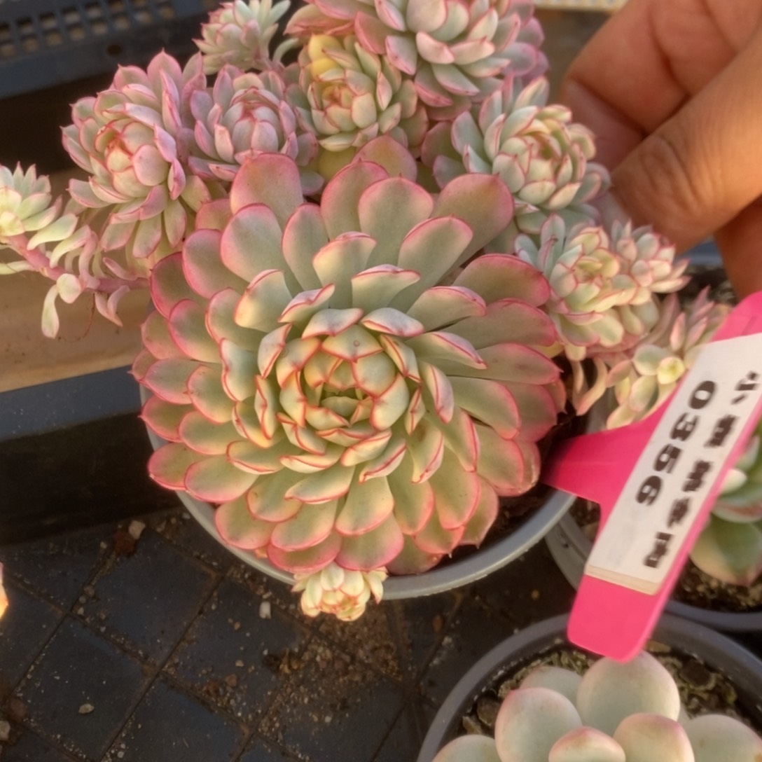 356黄覆轮梦幻玫瑰锦锦锦锦锦锦