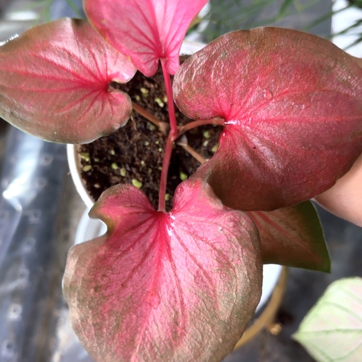 植物彩叶芋精品现货现发19.9