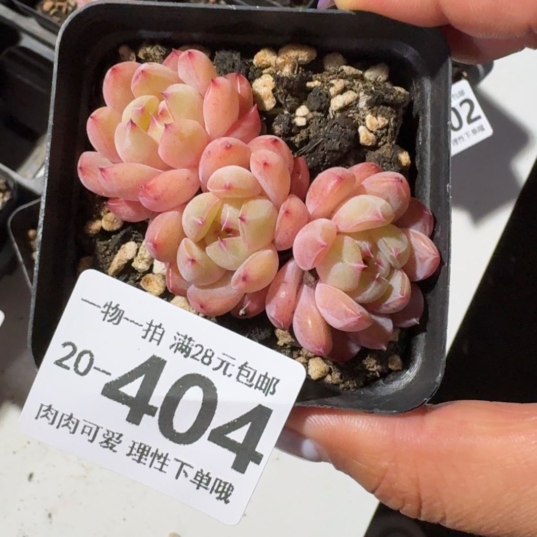 糖爪无盆土发货无