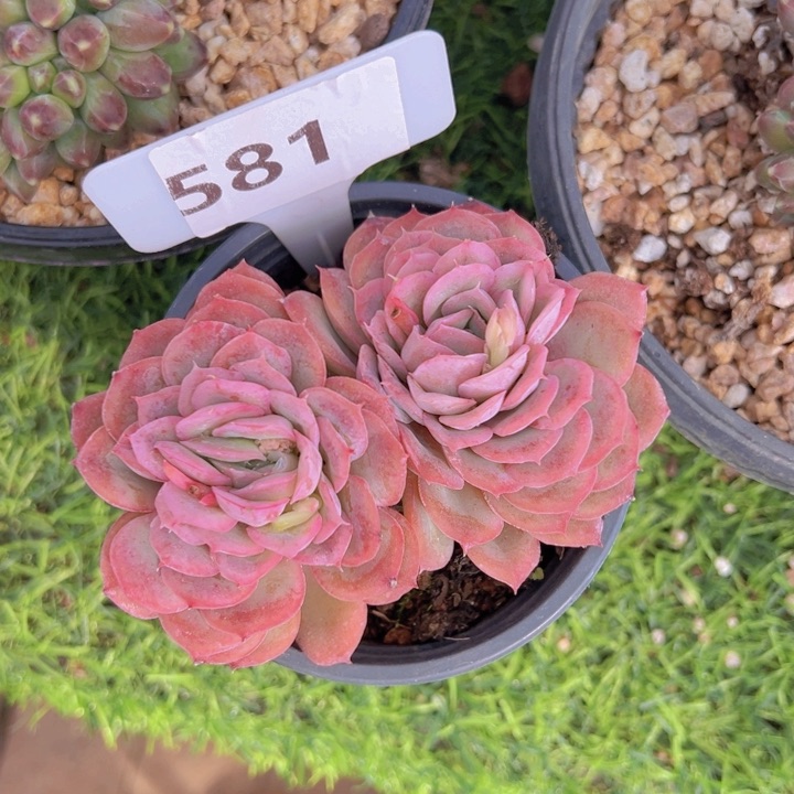 健健康康平平安安