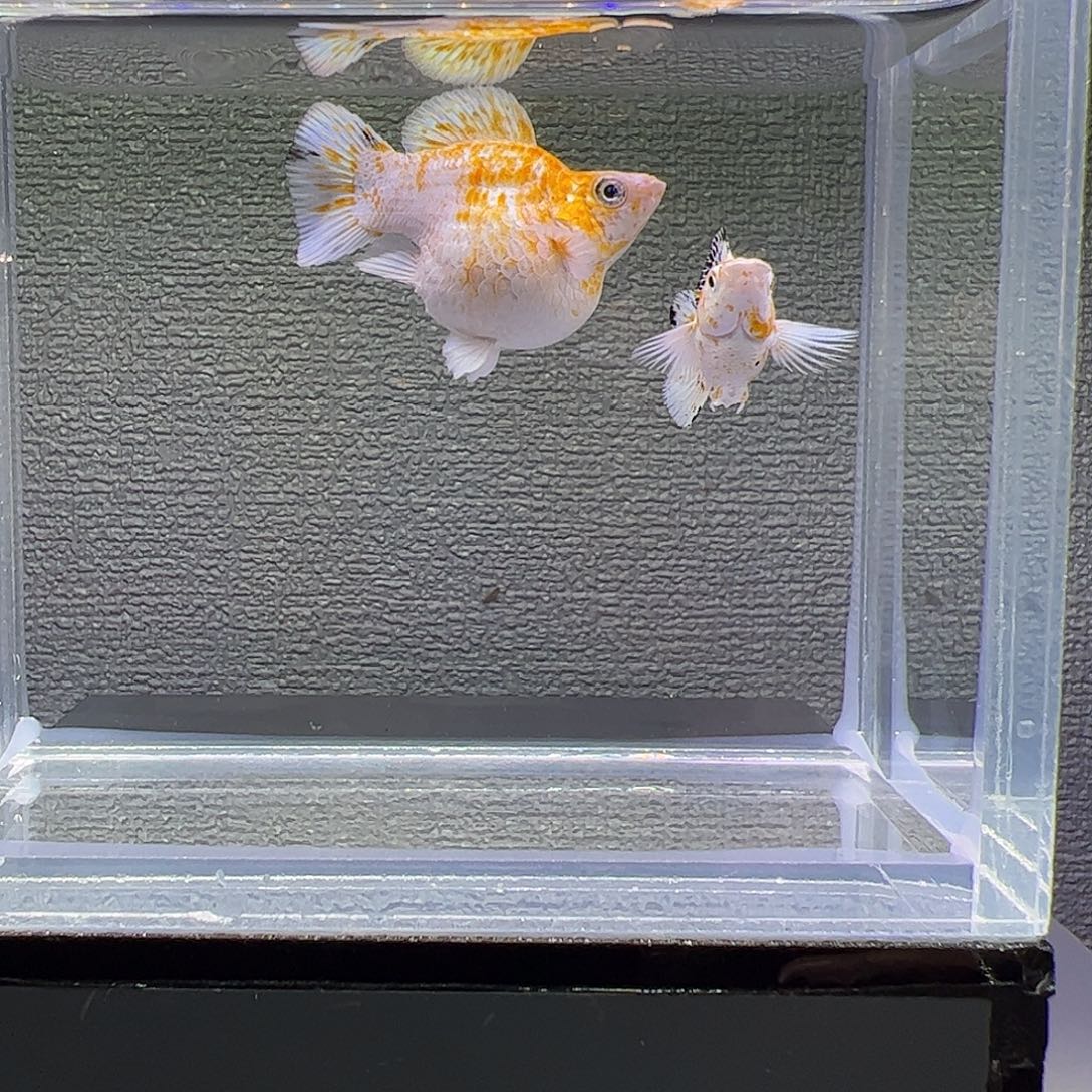 孔雀鱼三色樱花元宝体