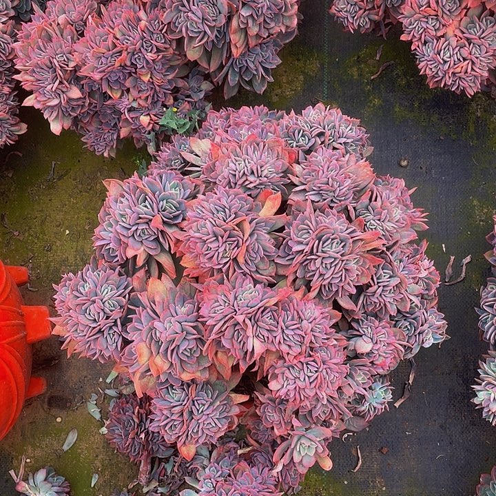 绮罗大群生88多肉，断小头不售后