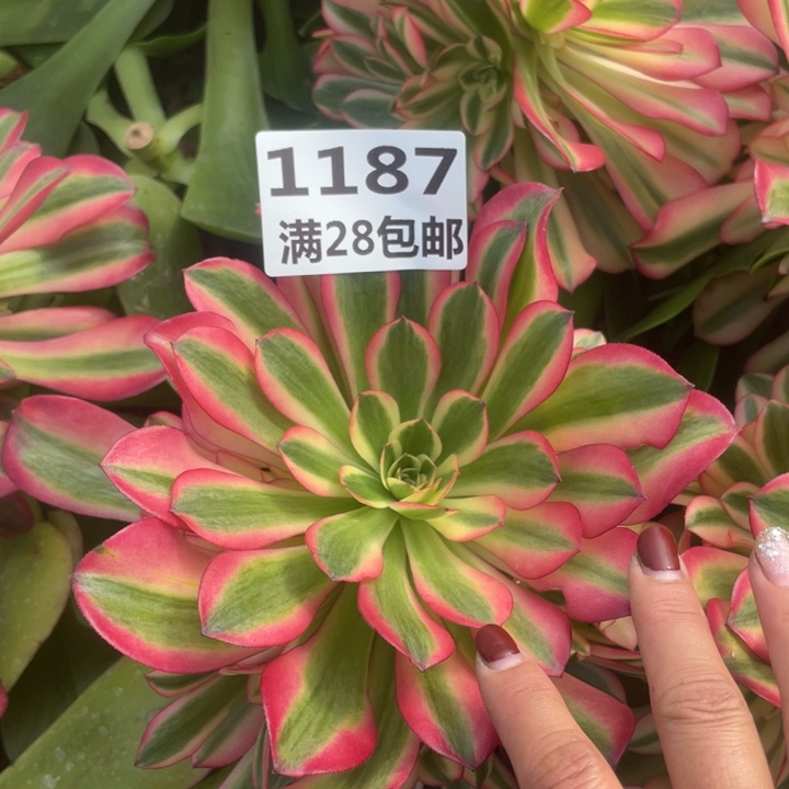 1187粉体美杜莎三号棚
