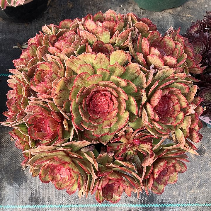 红丝绒法师图片多肉植物