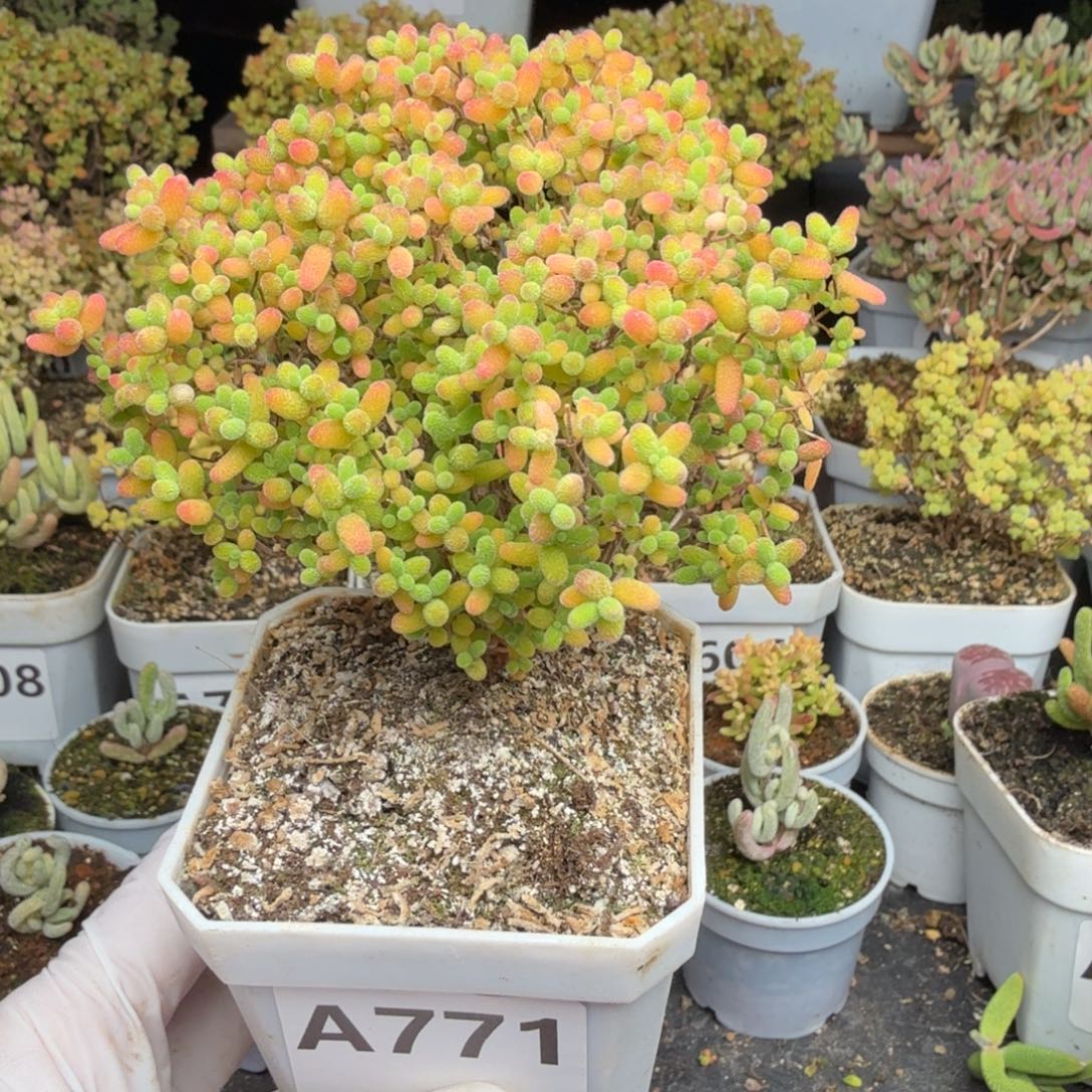 A771蜜橘整点半价福利