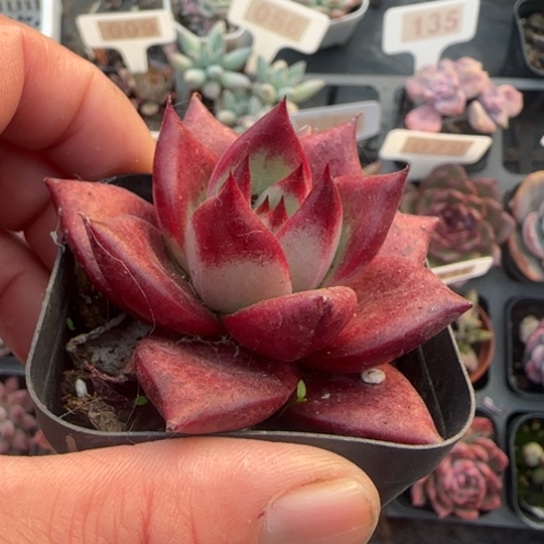 181罗宾多肉植物多