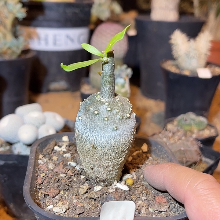 满38包邮2天凑单，脱土晾根发货多肉植物