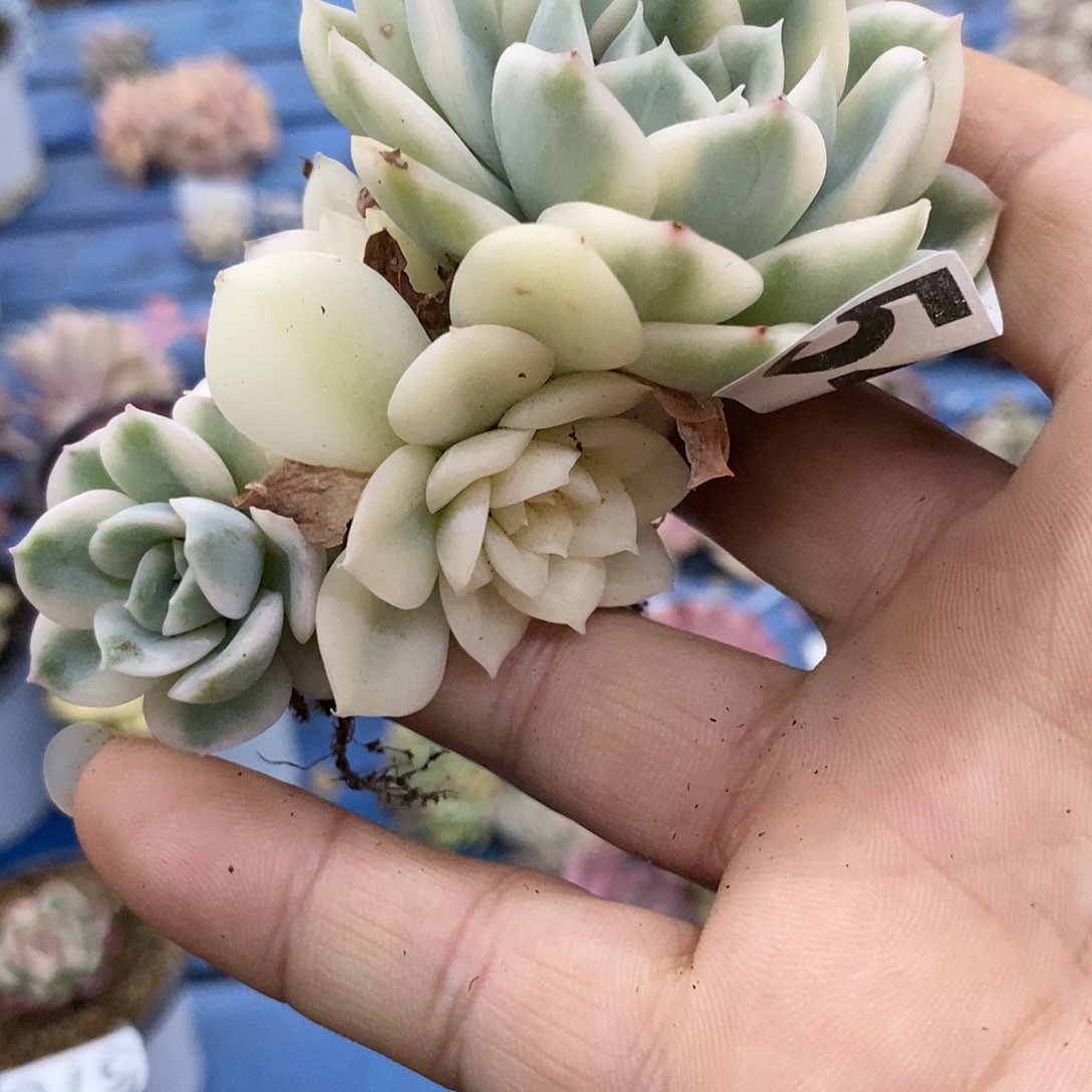 546月亮仙子锦多肉植物哇啦塞