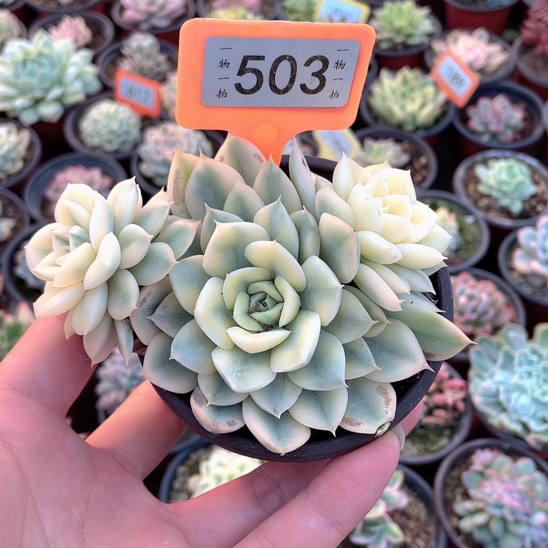 503号多肉植物盆栽