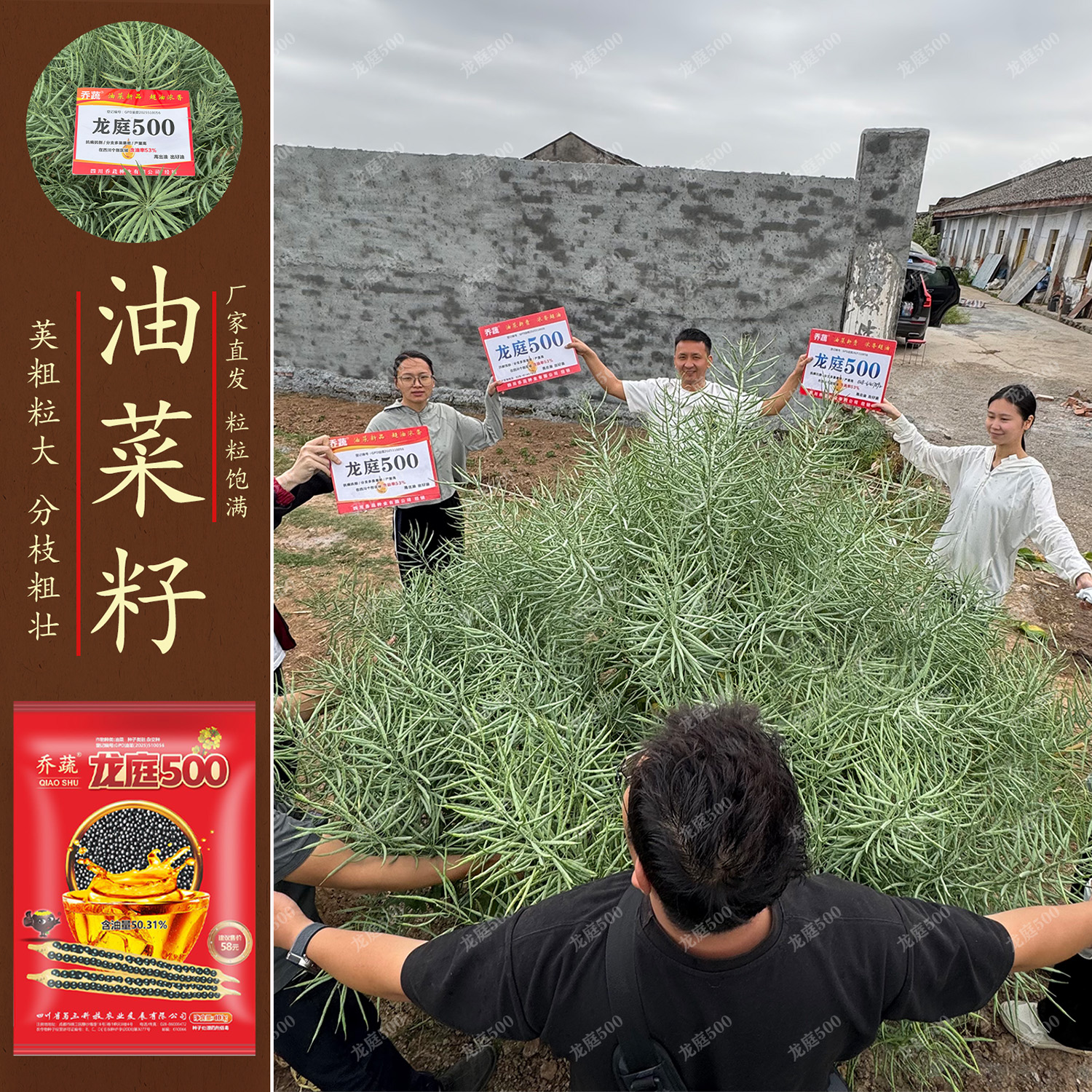 龙庭500油菜种籽铁杆抗倒大颗型优质高产油菜种子高出油率